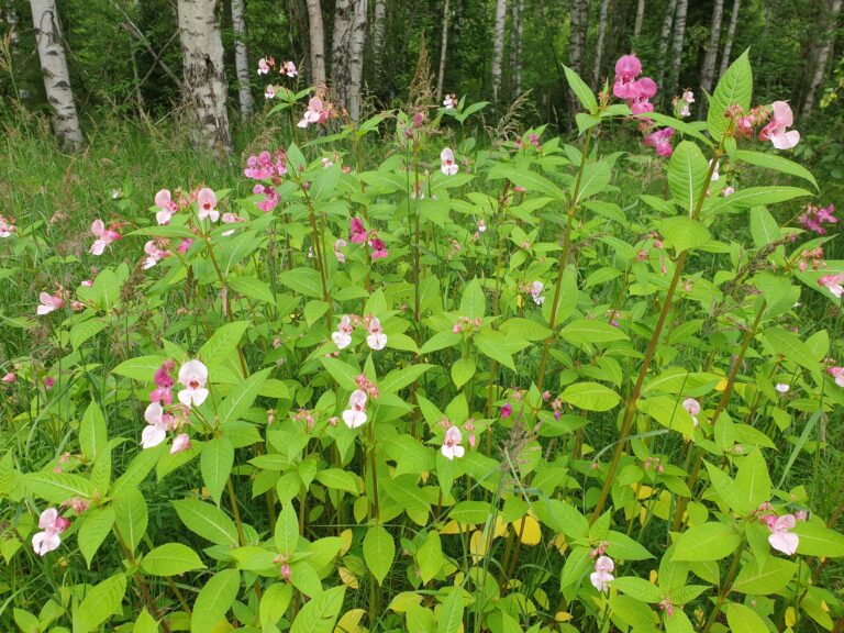 Himalayan Balsam