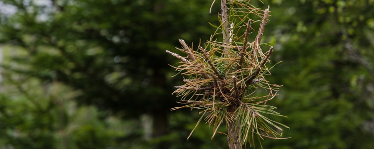Study trip on forest damaging agents