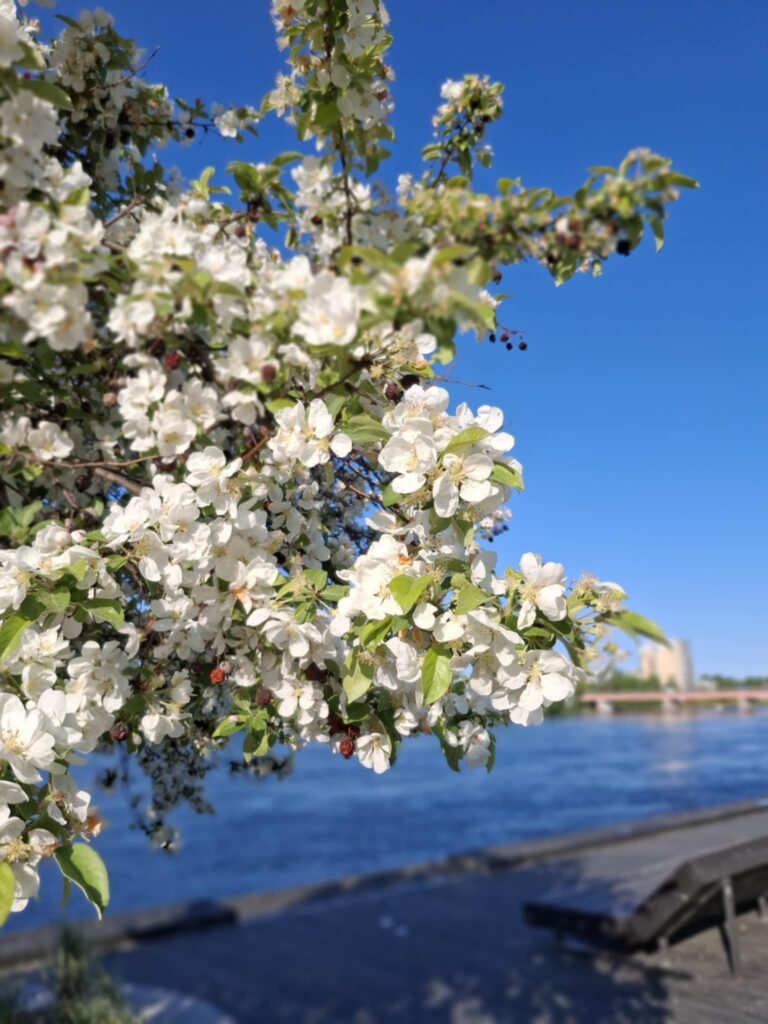 Umeå