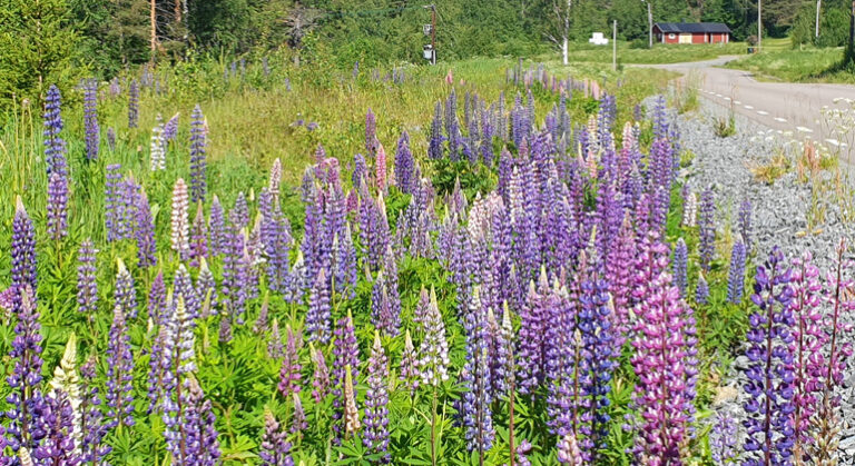 BB Alien – Beyond Borders: Joint Efforts to Combat Invasive Alien Species