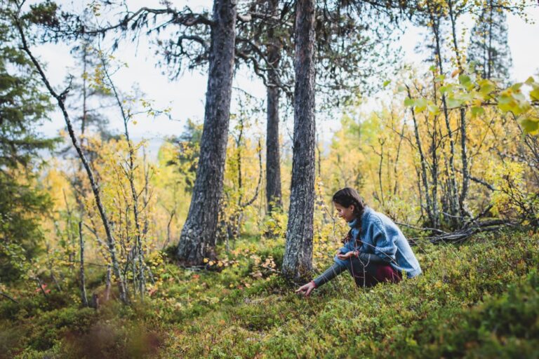 Interreg Aurora-project ClimateForest
