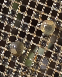 Pike eggs caught on the dip net