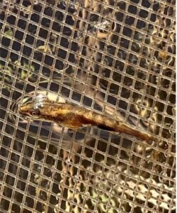 hatched pike