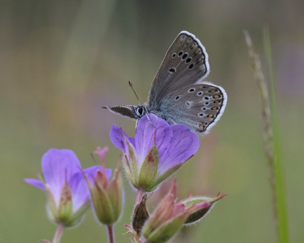 Butterfly Aricia eumedon