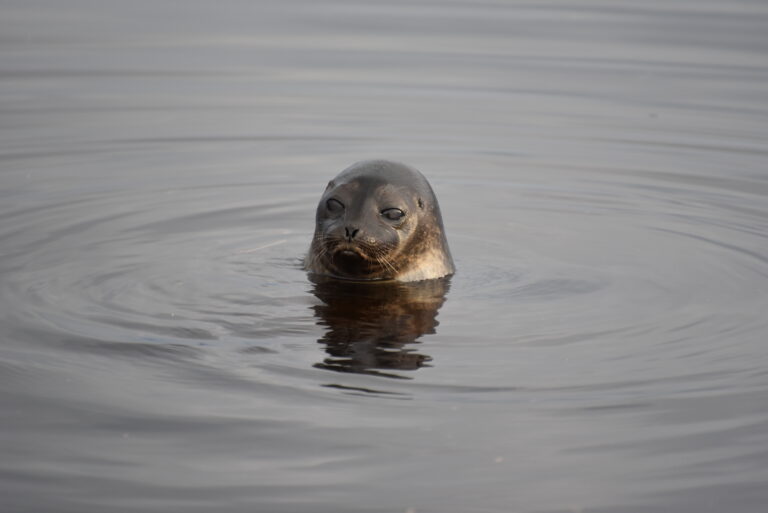 SealHabitat