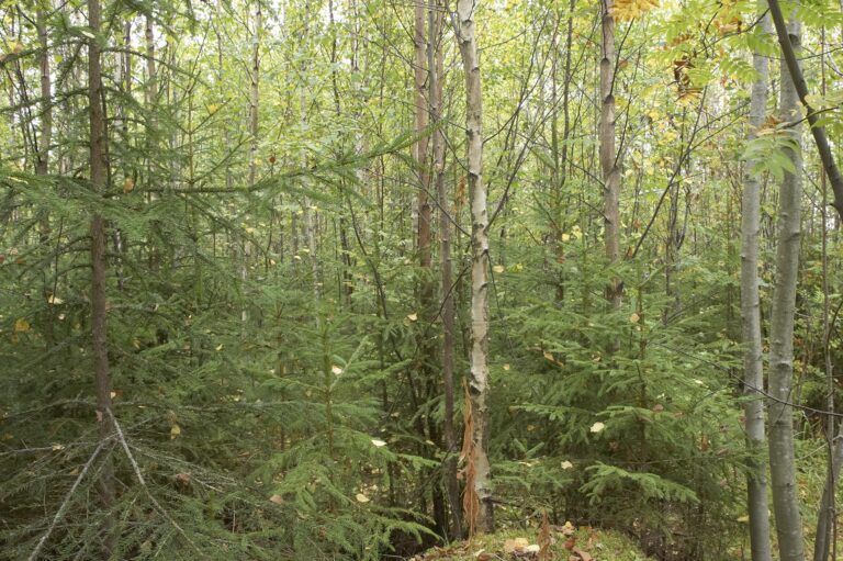 ForestEcoSecurity