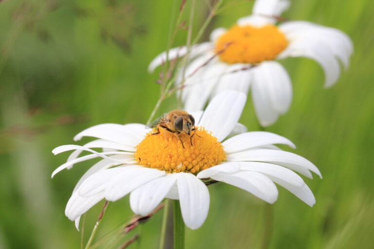 Insects of the North