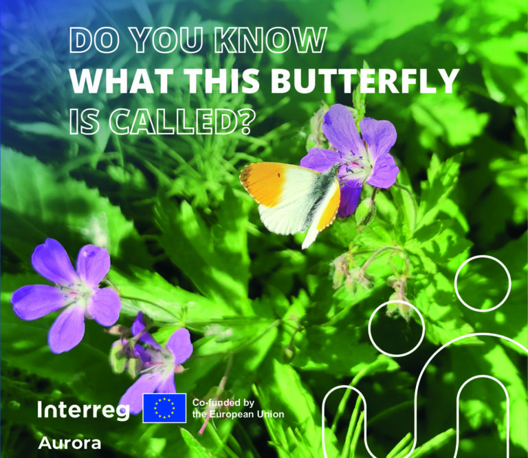 Summer greetings from the Interreg Aurora team, 2025