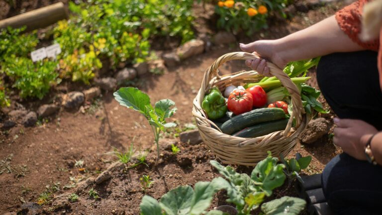 TRAIL - Traditional Foods for Resilient Arctic Futures
