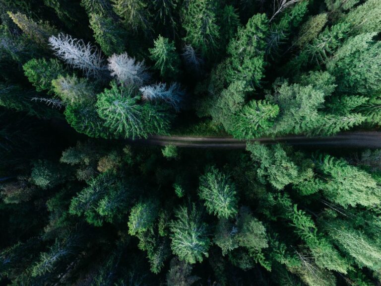Roadshow on digitalization and new technology in forestry