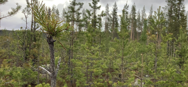Moose broweing damage in Finland and Sweden